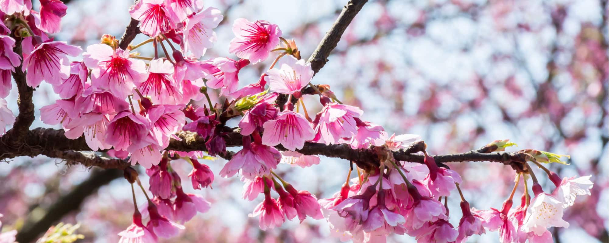 pink flowering tree branch